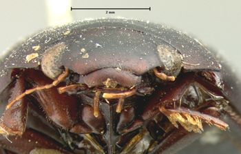 Media type: image;   Entomology 6039 Aspect: head frontal view